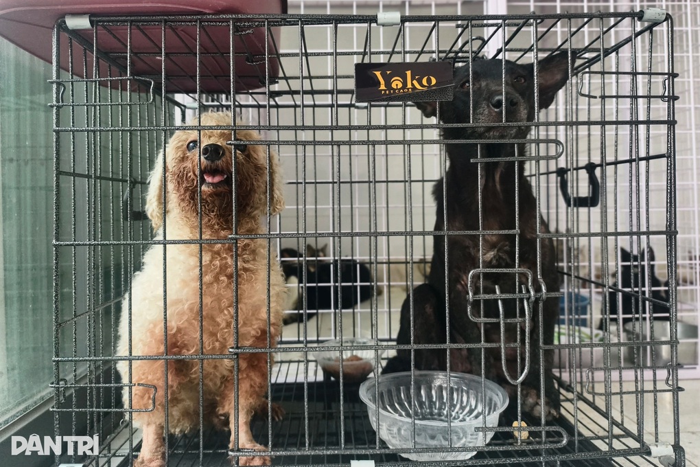 Cô gái vui mừng khi gặp lại thú cưng sau hai ngày mất trộm ở TPHCM - 4