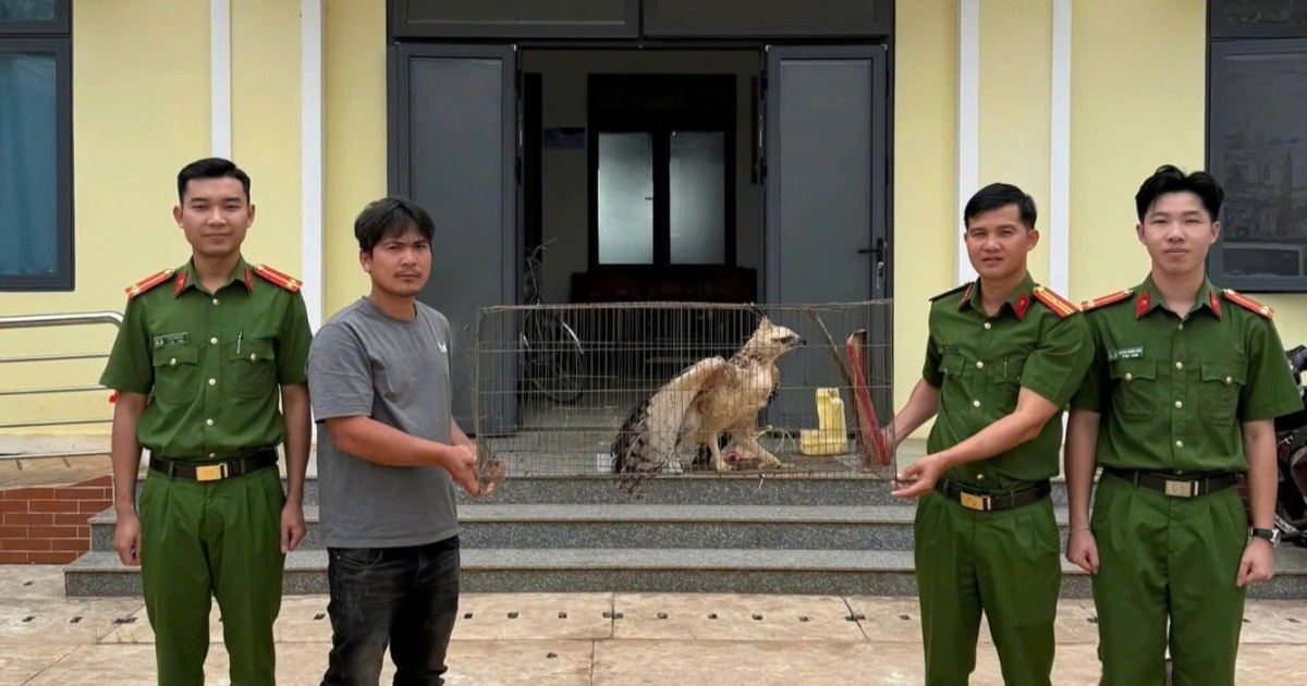 Người dân ở Lâm Đồng giao nộp đại bàng núi quý hiếm