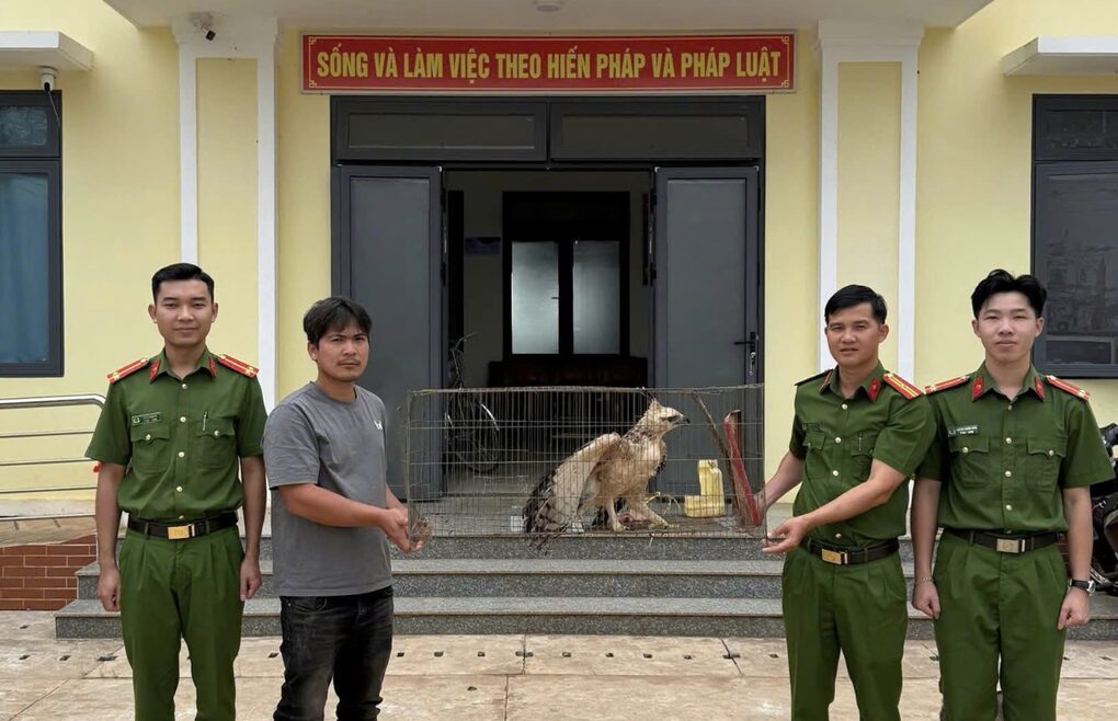 Người dân ở Lâm Đồng giao nộp đại bàng núi quý hiếm - 1 Người dân ở Lâm Đồng giao nộp đại bàng núi quý hiếm - 1