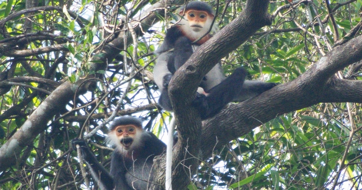 Già làng, trưởng bản giúp bảo tồn nhiều loài động vật hoang dã quý hiếm