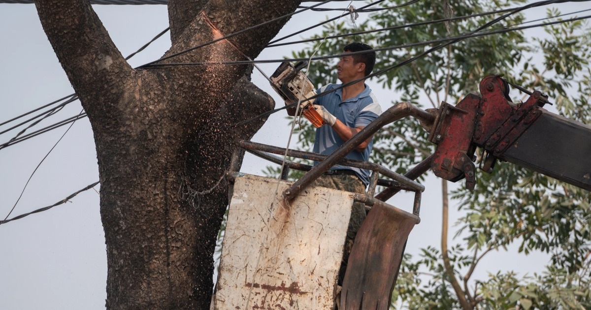 Chặt hạ, di dời gần 200 cây xanh để mở rộng đường 70 ở Hà Nội
