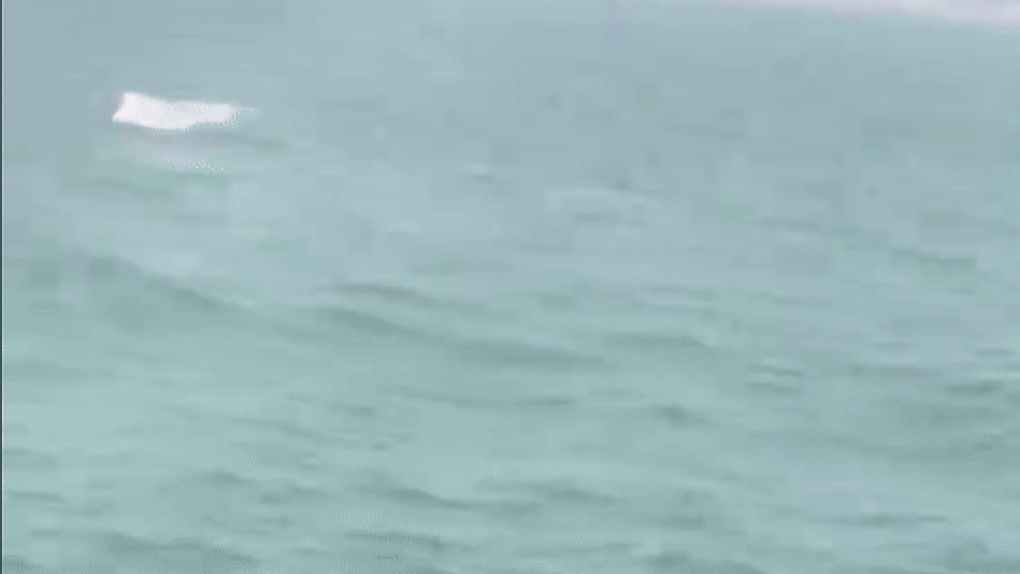 Đàn cá heo vào sát bờ biển Sầm Sơn - 1 Đàn cá heo vào sát bờ biển Sầm Sơn - 1