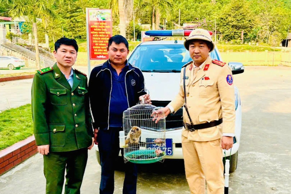 Cu li quý hiếm chui vào bếp nhà dân - 1