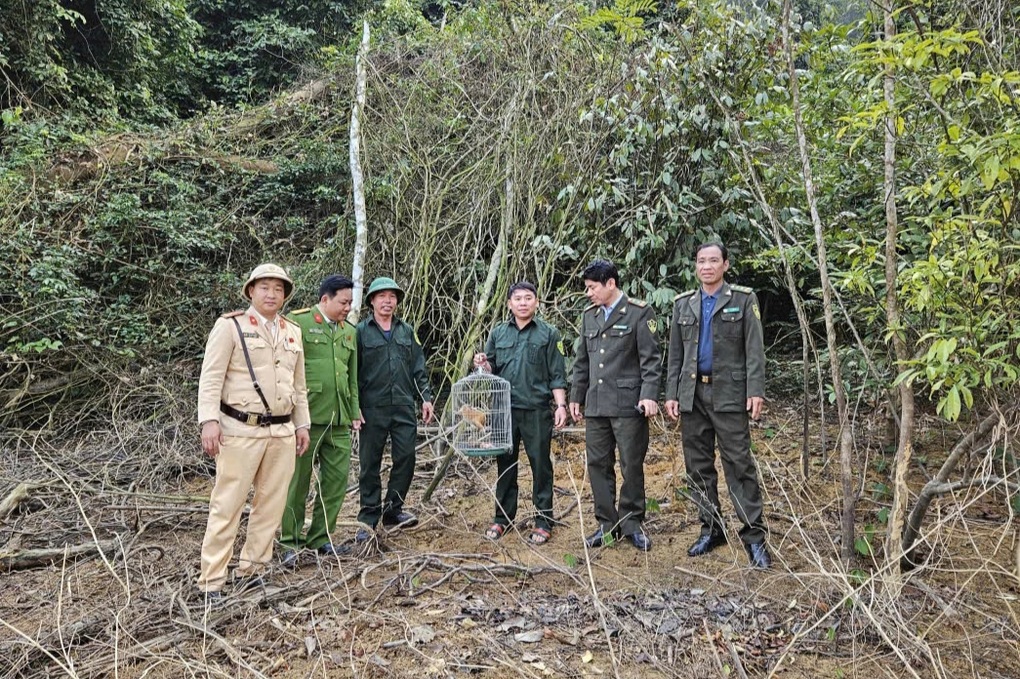 Cu li quý hiếm chui vào bếp nhà dân - 2