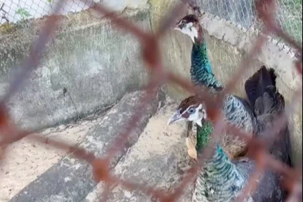 Chim lạ bay vào vườn lúc nửa đêm, người dân giao nộp cho công an - 2