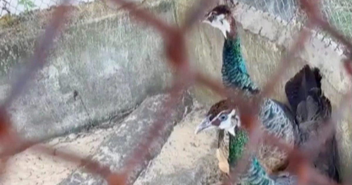 Chim lạ bay vào vườn lúc nửa đêm, người dân giao nộp cho công an