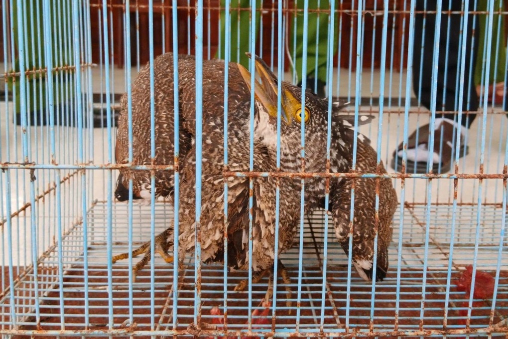 Giải cứu vạc rừng quý hiếm rơi vào khu dân cư - 1