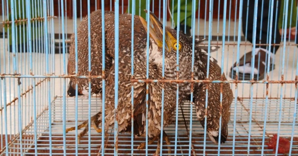 Giải cứu vạc rừng quý hiếm rơi vào khu dân cư