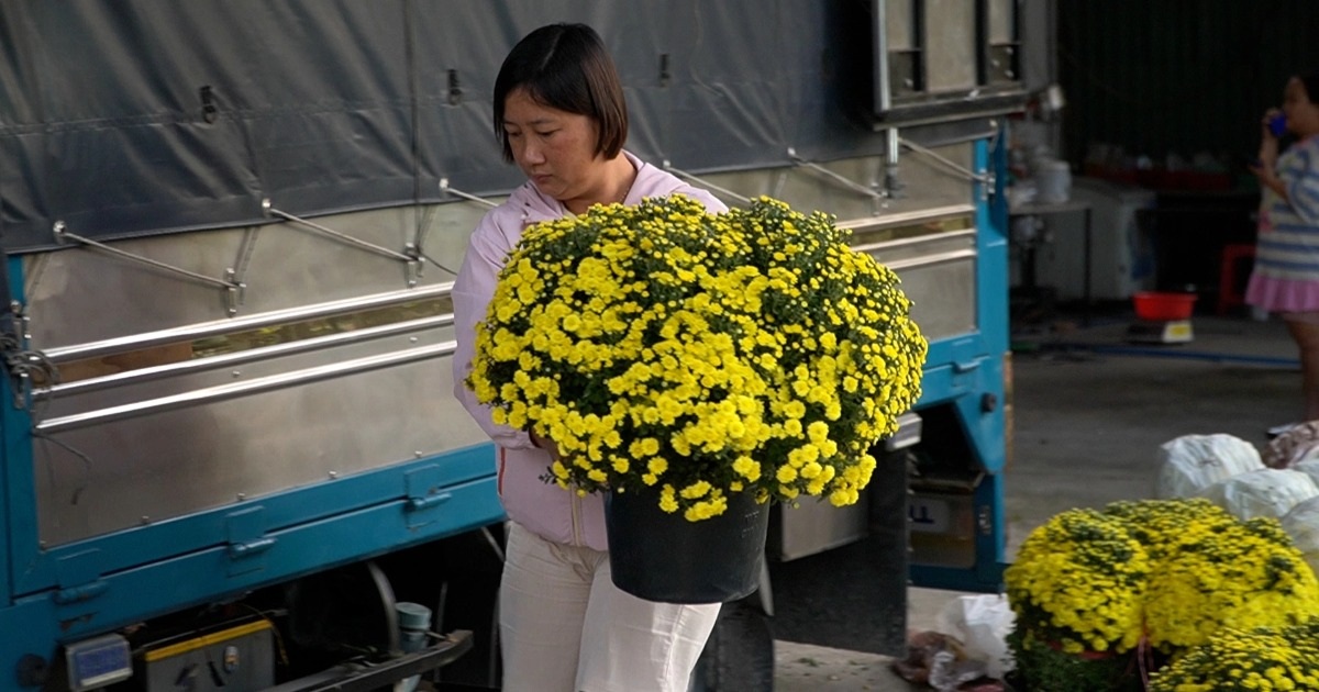 Người dân TPHCM đổ xô mua cúc mâm xôi “giải cứu” nhà vườn miền Tây