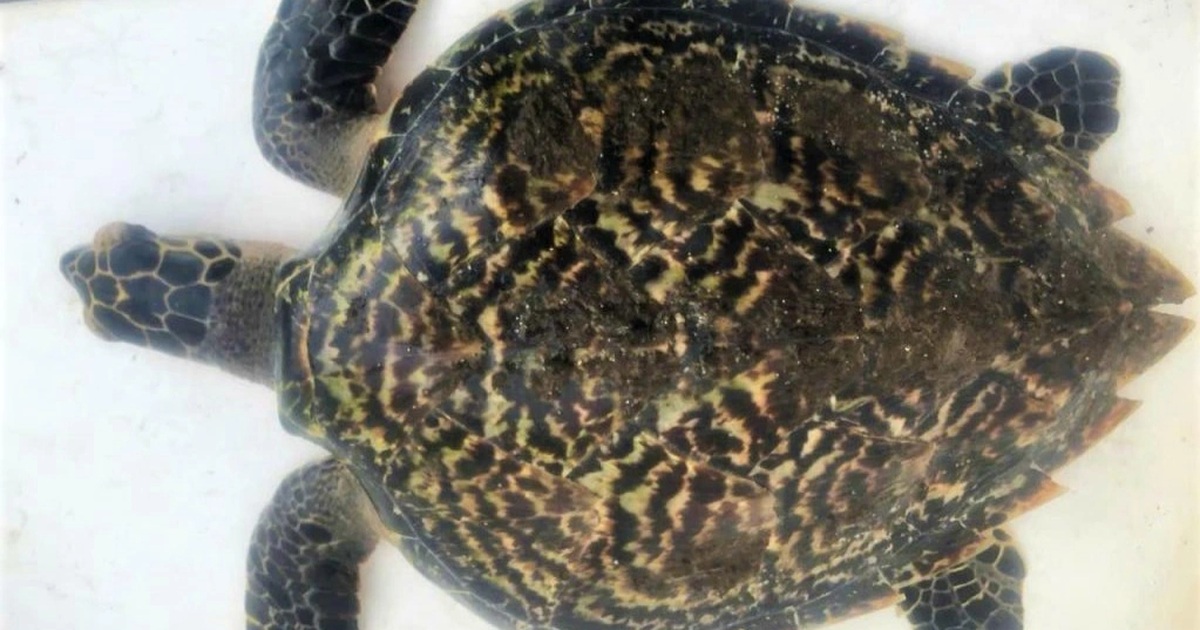 Đồi mồi quý hiếm nặng 3kg được tái thả về biển