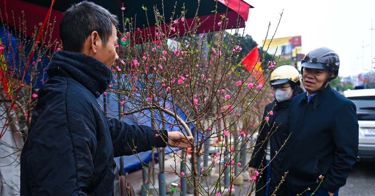 Hoa đào Nhật Tân, đào phai Tây Bắc về phố