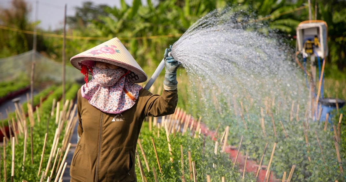 Giữa nắng gắt, nhà vườn TPHCM gồng mình giữ mùa hoa Tết