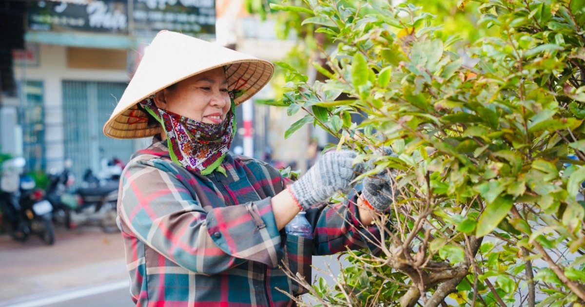 Hàng trăm người cùng lặt lá hơn 1.000 cây mai trên quốc lộ qua TPHCM