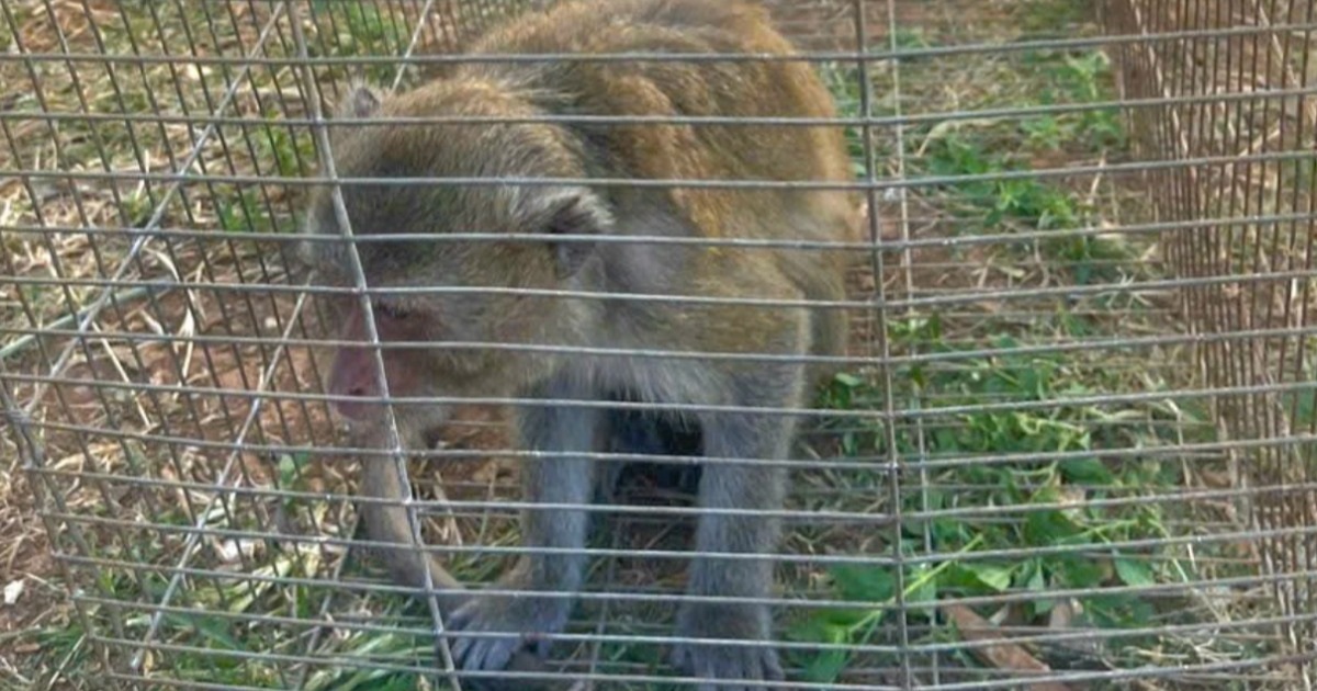 Người dân Lâm Đồng bàn giao 2 cá thể khỉ đuôi dài cho công an