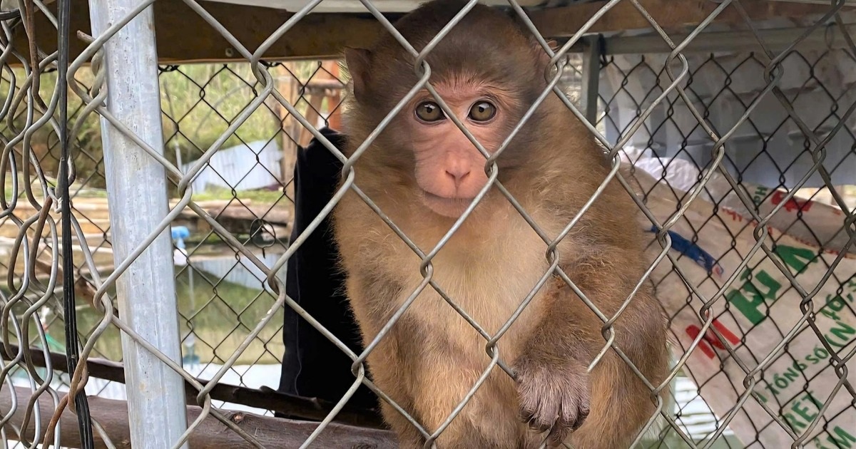 Người dân tự nguyện giao nộp cá thể khỉ vàng