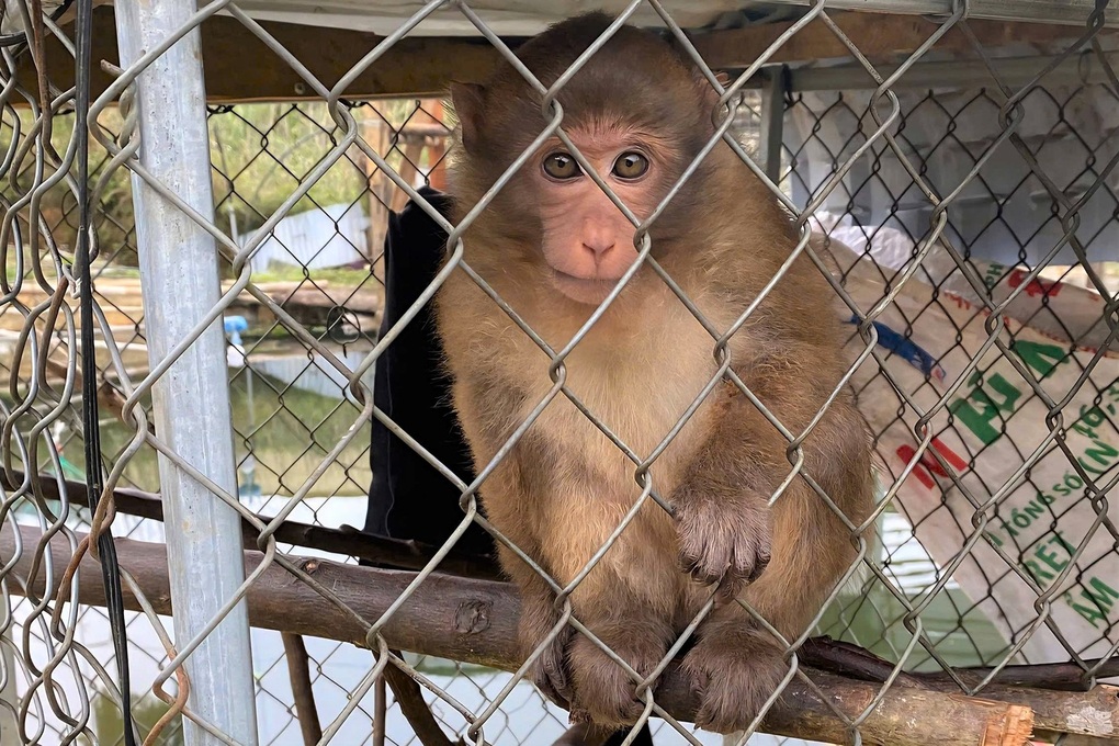 Người dân tự nguyện giao nộp cá thể khỉ vàng - 1