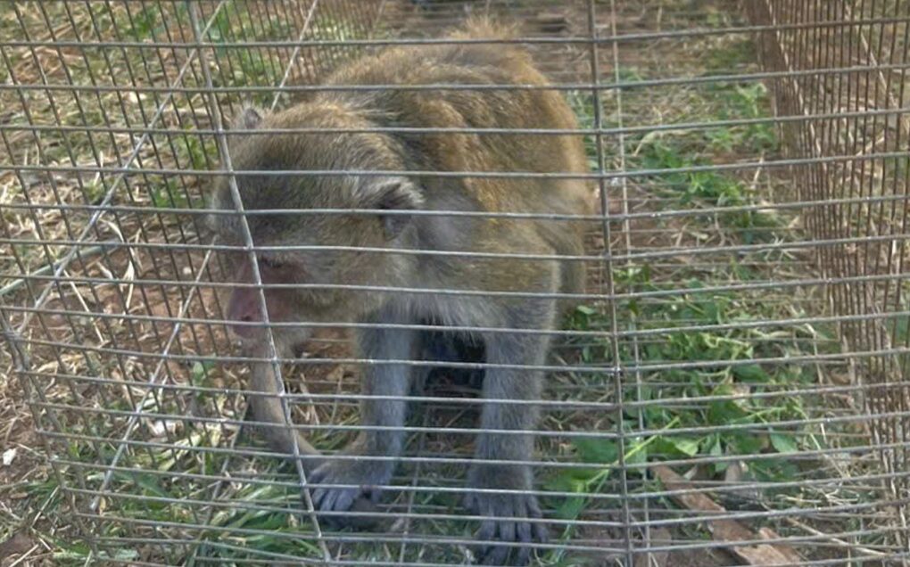 Người dân Lâm Đồng bàn giao 2 cá thể khỉ đuôi dài cho công an - 1