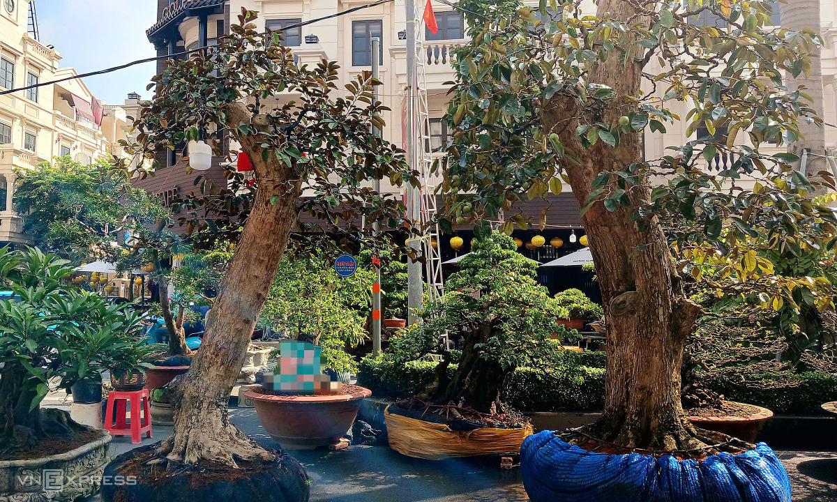 Cây cảnh cổ thụ 50 năm tuổi ‘xuống phố tìm khách sớm’