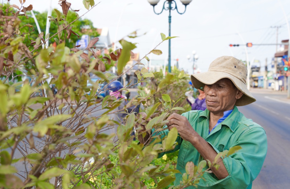Hàng trăm người cùng lặt lá hơn 1.000 cây mai trên quốc lộ qua TPHCM - 3