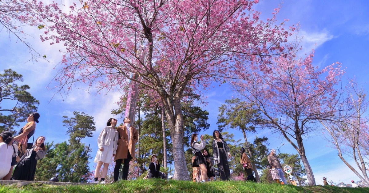 Trồng thêm hàng trăm cây mai anh đào khu vực trung tâm Đà Lạt