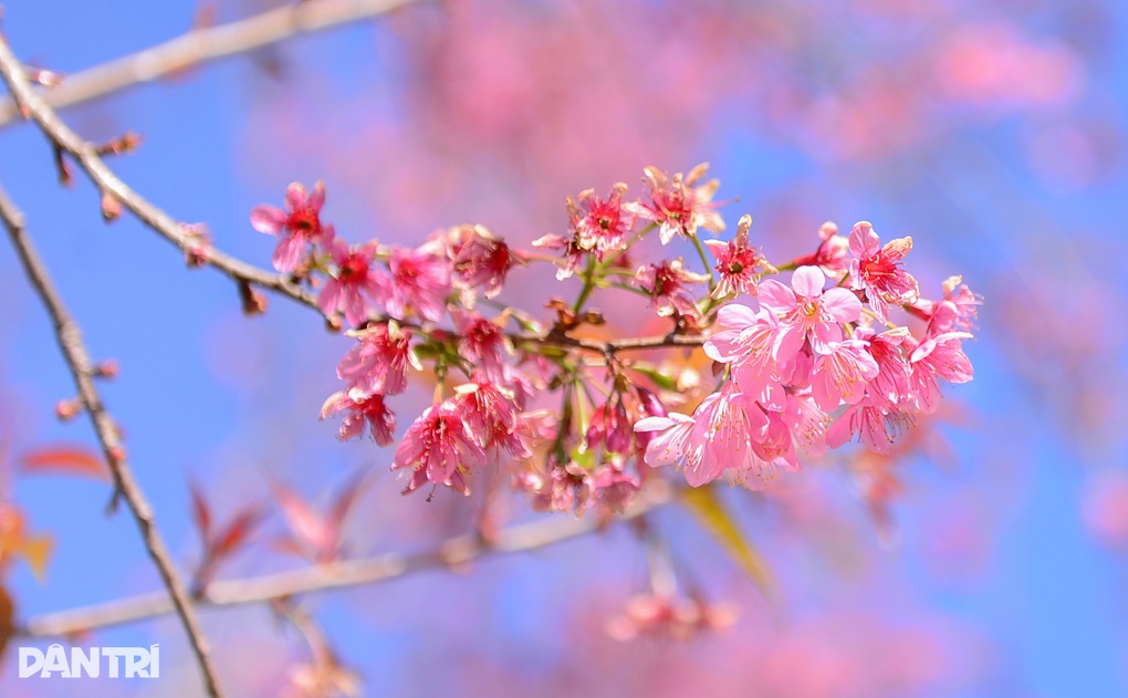 Trồng thêm hàng trăm cây mai anh đào khu vực trung tâm Đà Lạt - 3 Trồng thêm hàng trăm cây mai anh đào khu vực trung tâm Đà Lạt - 3