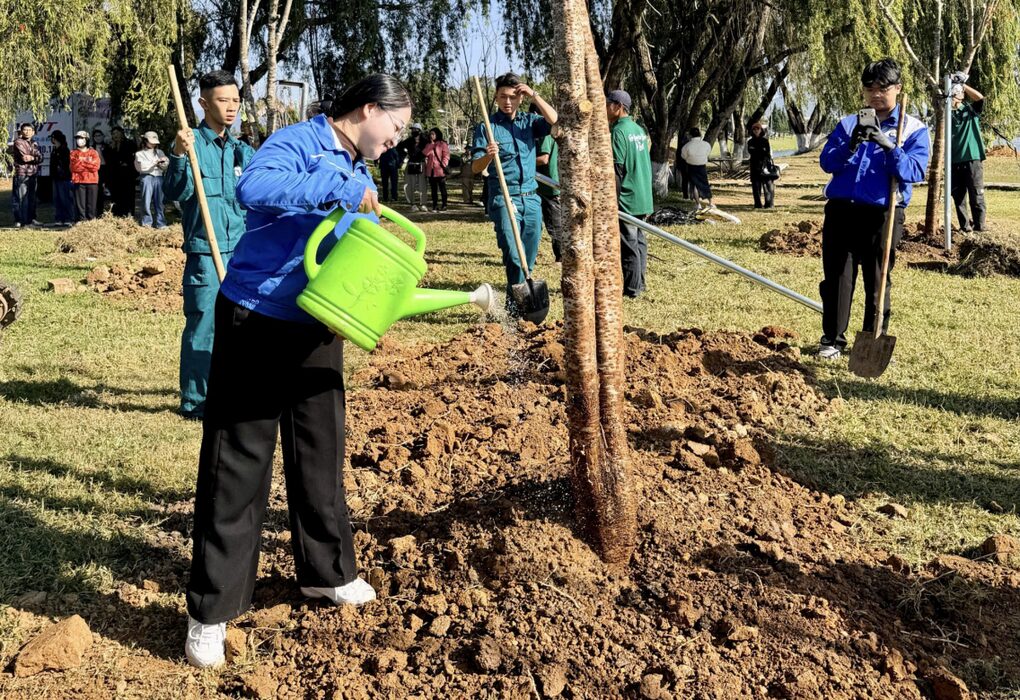 Trồng thêm hàng trăm cây mai anh đào khu vực trung tâm Đà Lạt - 1 Trồng thêm hàng trăm cây mai anh đào khu vực trung tâm Đà Lạt - 1