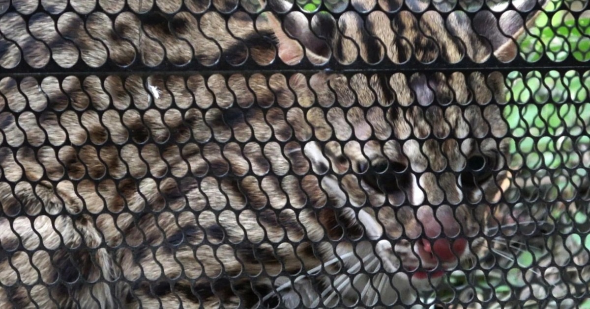 Thường xuyên mất gà, người dân đặt bẫy dính mèo rừng quý hiếm