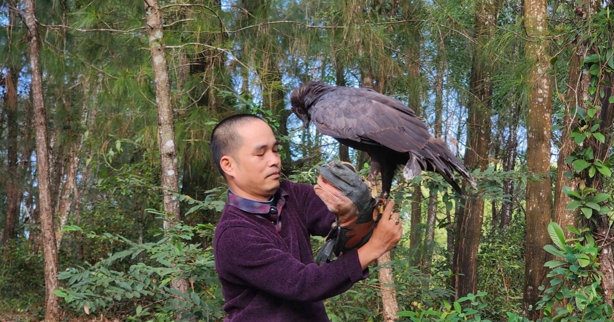 Người dân giao nộp đại bàng đen quý hiếm