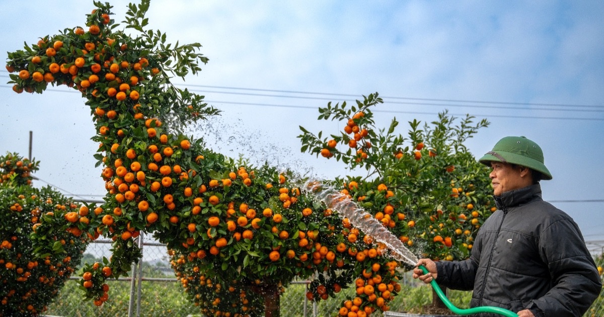 Quýt dáng ngựa, “át chủ bài” của nhà vườn Văn Giang dịp Tết