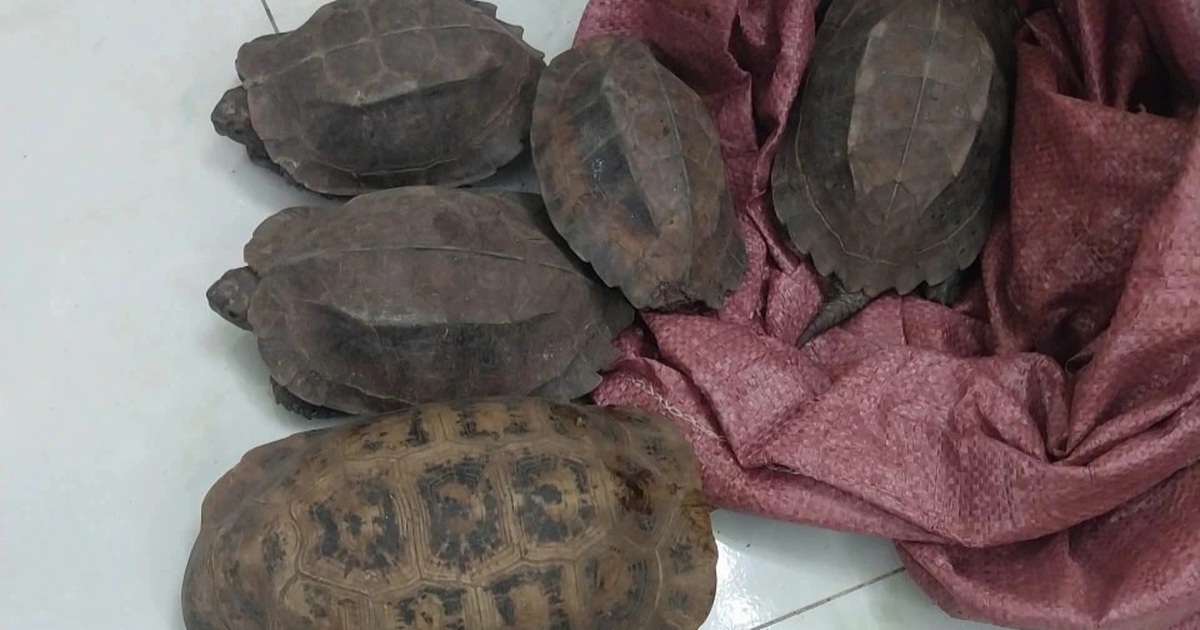 Người đàn ông phát hiện 8 cá thể rùa ở lề đường