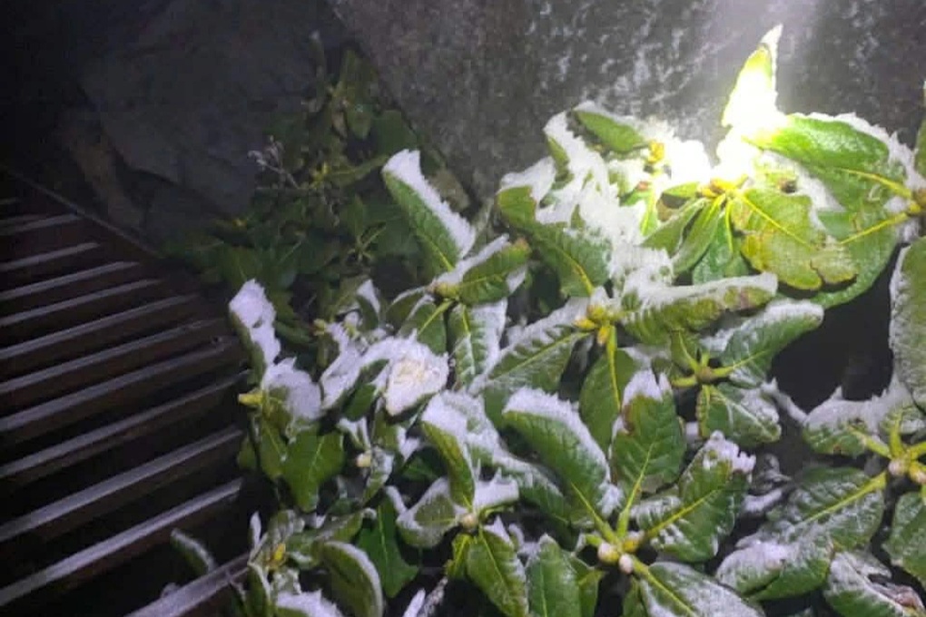 Đỉnh Fansipan -2 độ C, băng giá phủ trắng - 2 Đỉnh Fansipan -2 độ C, băng giá phủ trắng - 2