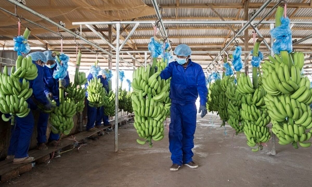 Sếp Hoàng Anh Gia Lai muốn bán hơn 900 tỷ đồng cổ phiếu HNG