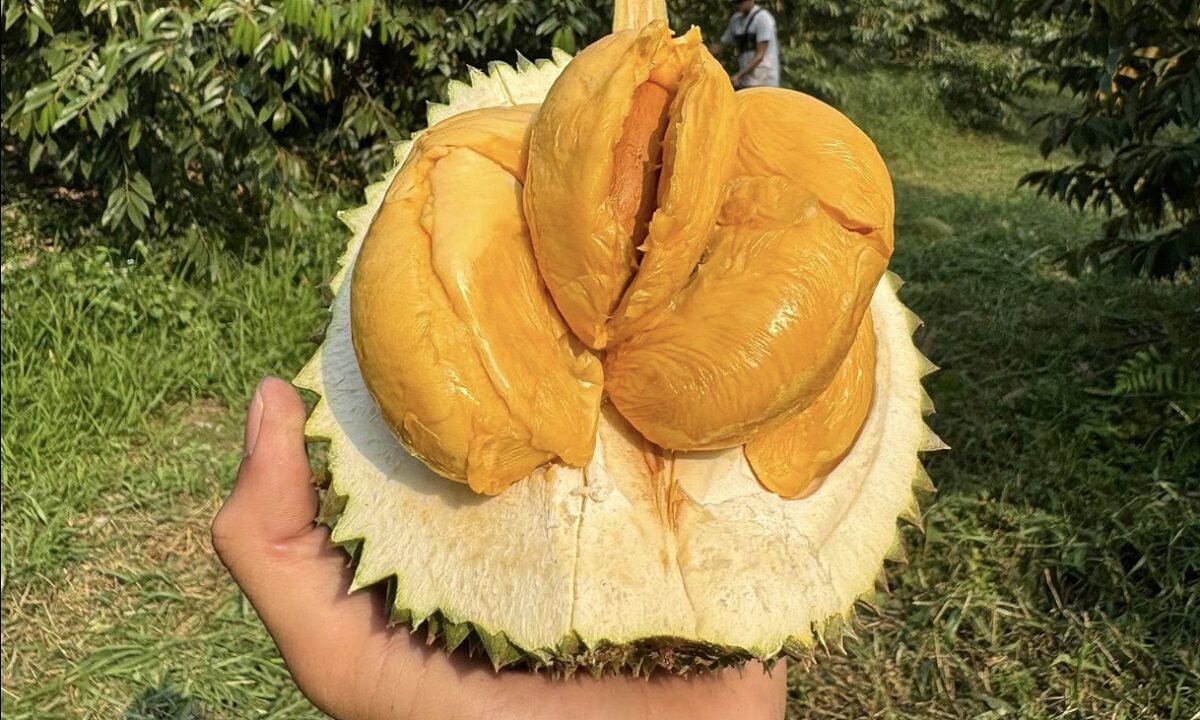 Xuất khẩu rau quả sang Trung Quốc cao kỷ lục gần 5,5 tỷ USD