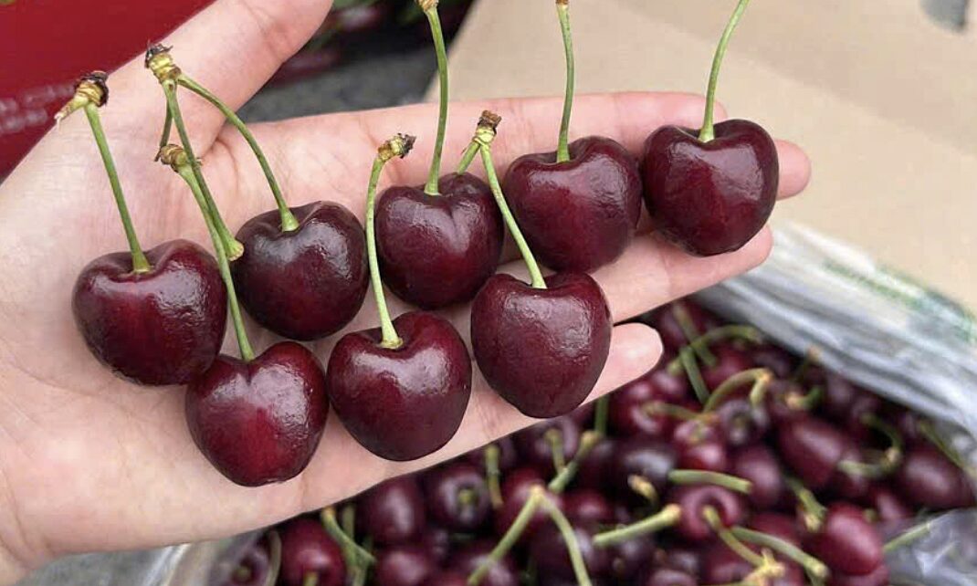 Cherry mùa Tết giá giảm một nửa