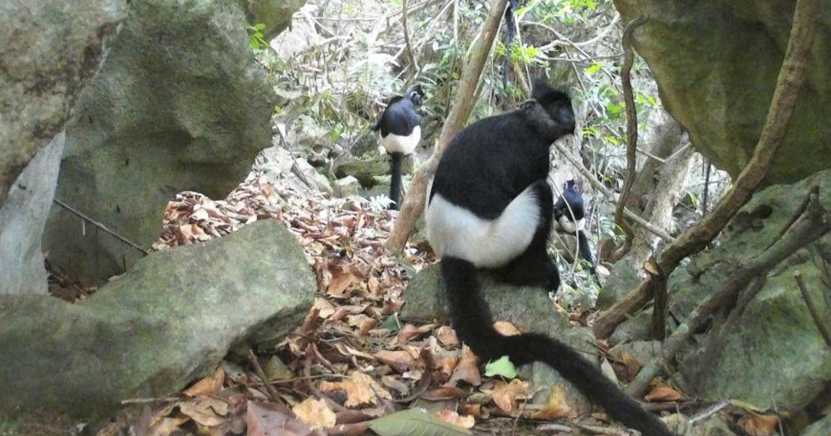 Hành trình bẫy ảnh phát hiện quần thể voọc mông trắng mới nhất ở Việt Nam