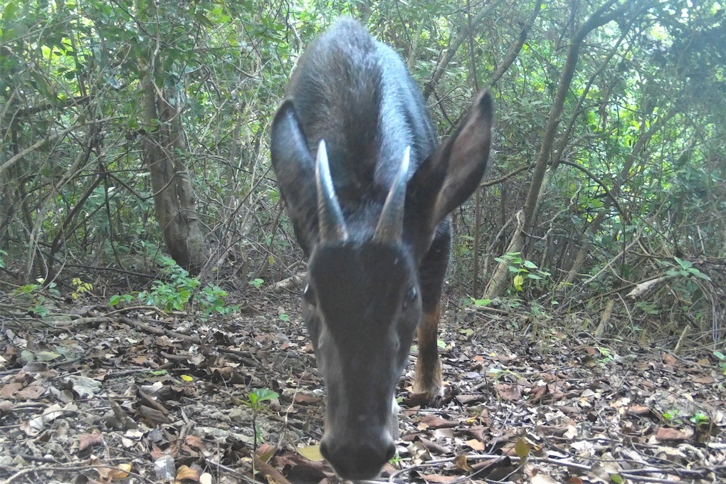 Sơn dương quý hiếm có nguy cơ tuyệt chủng xuất hiện ở rừng Ninh Bình - 2 Sơn dương quý hiếm có nguy cơ tuyệt chủng xuất hiện ở rừng Ninh Bình - 2