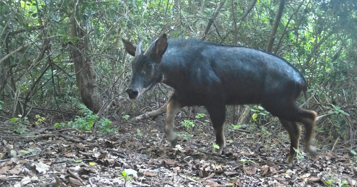 Sơn dương quý hiếm có nguy cơ tuyệt chủng xuất hiện ở rừng Ninh Bình
