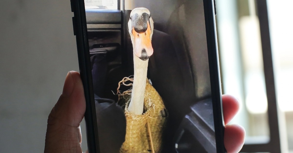 Thiên nga trắng ở Thảo cầm viên Sài Gòn được tìm thấy sau một ngày bị trộm