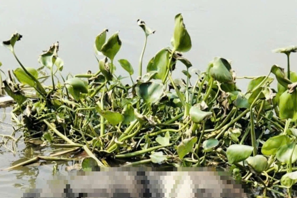 Thi thể nam thanh niên cạnh đám lục bình trên sông Tắc ở TPHCM - 1