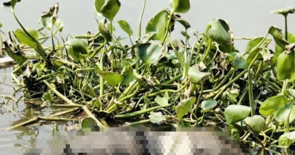 Thi thể nam thanh niên cạnh đám lục bình trên sông Tắc ở TPHCM