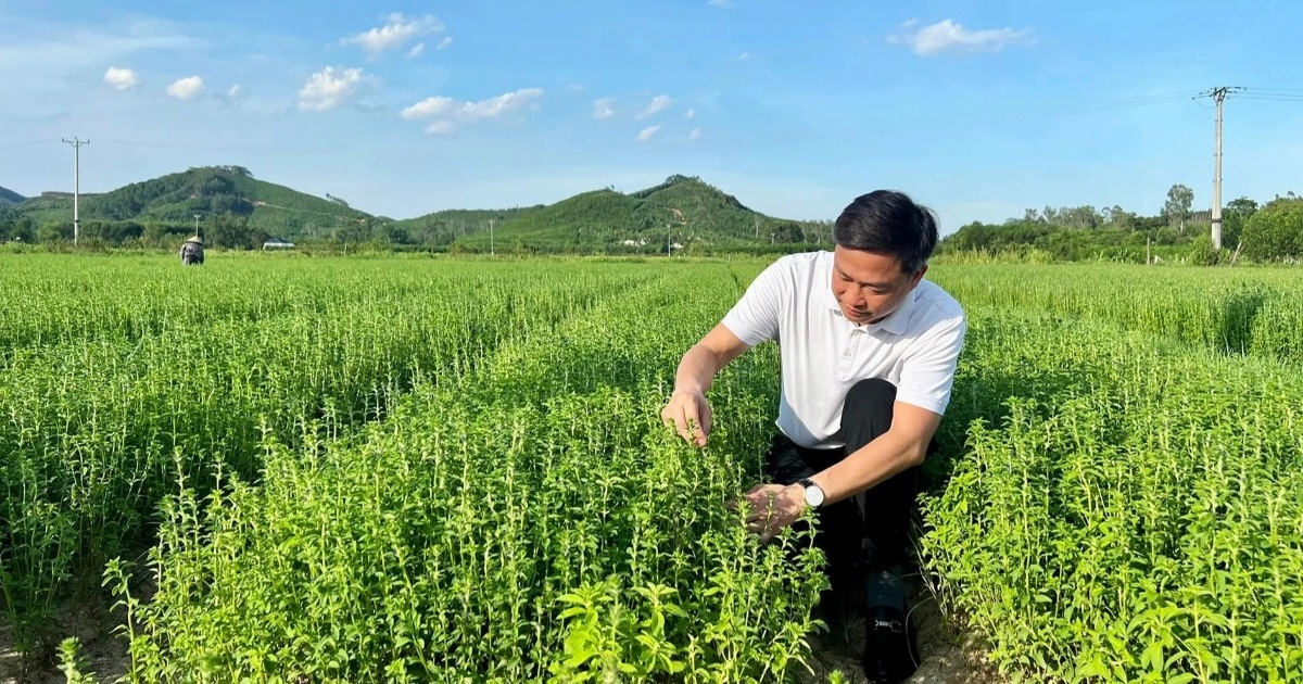 Chuỗi liên kết và “nông dân chuyên nghiệp” trong phát triển nông nghiệp