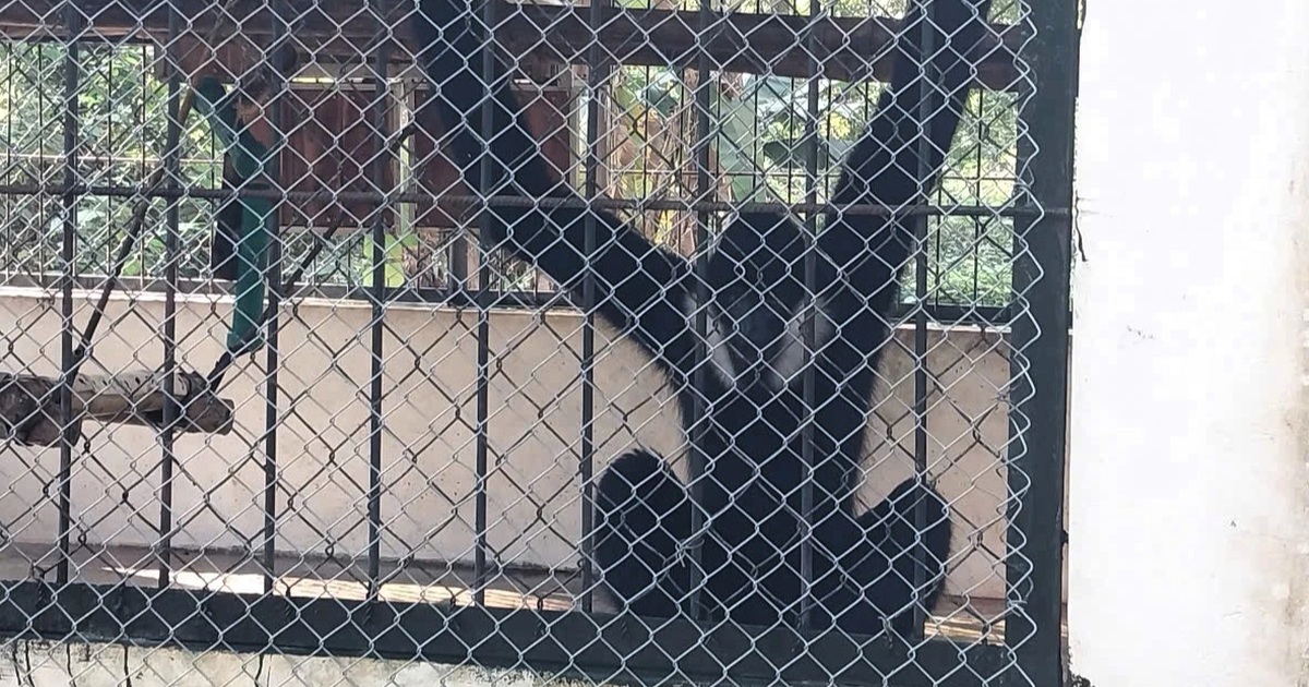 Số lượng động vật hoang dã được giao nộp tăng mạnh cuối năm