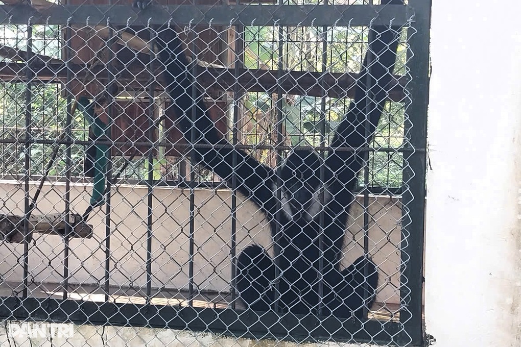 Số lượng động vật hoang dã được giao nộp tăng mạnh cuối năm - 1