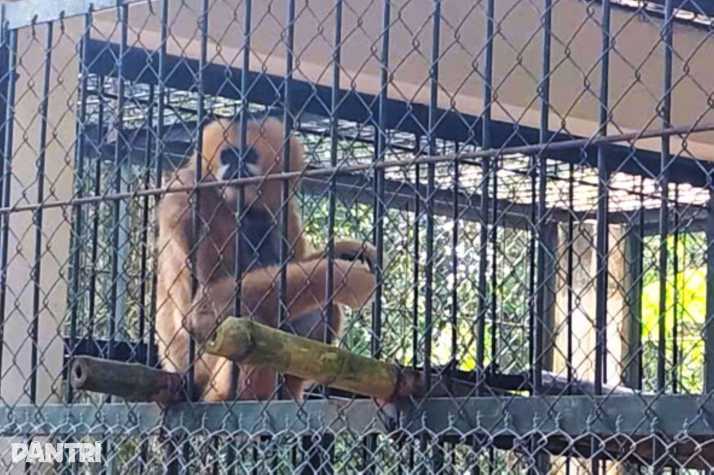 Số lượng động vật hoang dã được giao nộp tăng mạnh cuối năm - 2