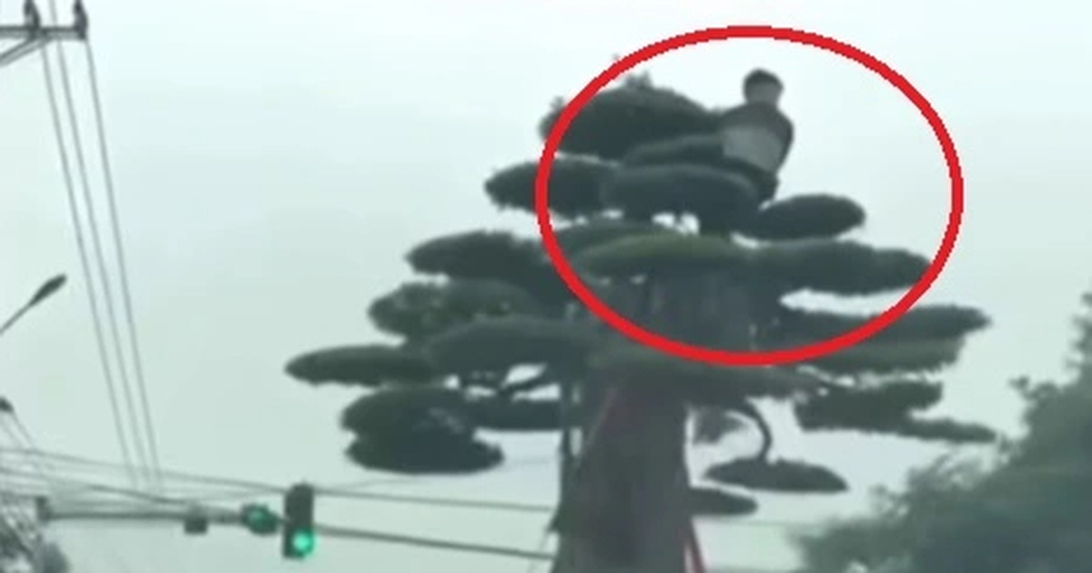 Tài xế ô tô tải chở người và cây cảnh quá khổ trên thùng xe ở Ninh Bình