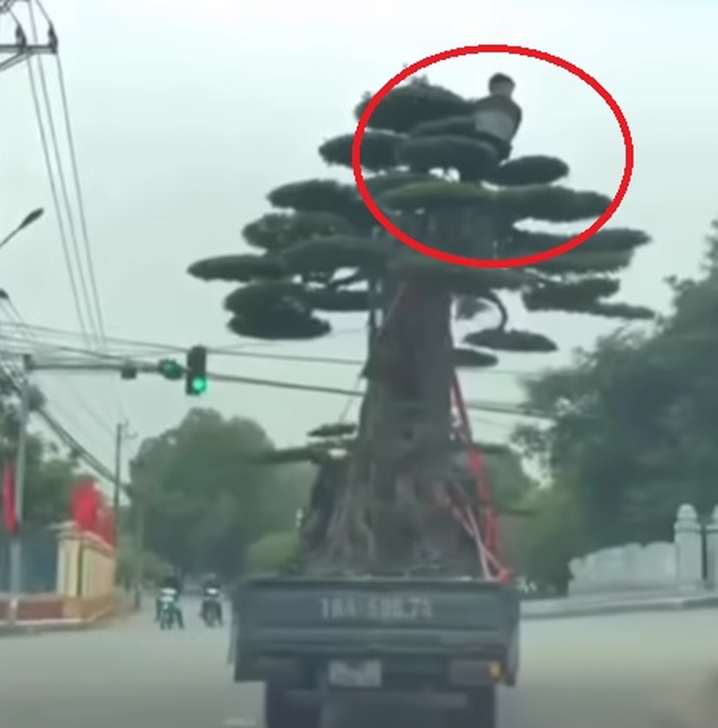 Tài xế ô tô tải chở người và cây cảnh quá khổ trên thùng xe ở Ninh Bình - 1