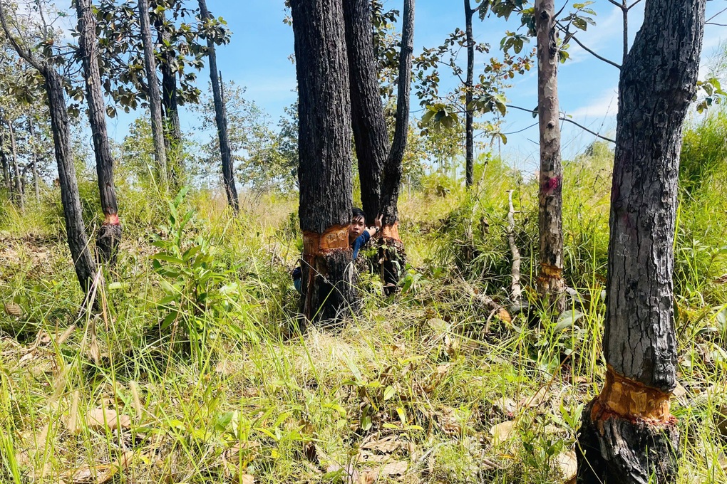 Hàng trăm cây rừng ở khu vực biên giới bị bức tử - 1