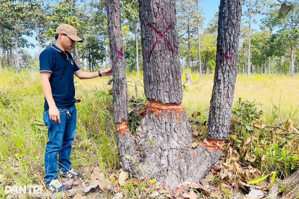 Hàng trăm cây rừng ở khu vực biên giới bị bức tử - 2