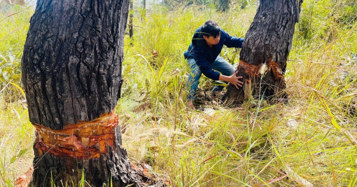 Hàng trăm cây rừng ở khu vực biên giới bị “bức tử”