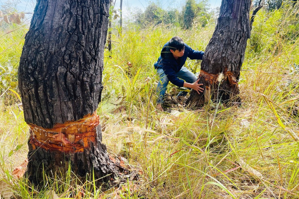 Hàng trăm cây rừng ở khu vực biên giới bị bức tử - 3